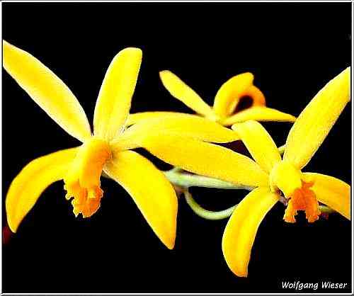 Laelia flava